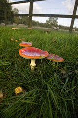 toadstools