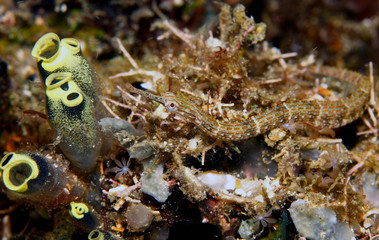 Orange-spotted pipefish (Corythoichthys ocellatus)