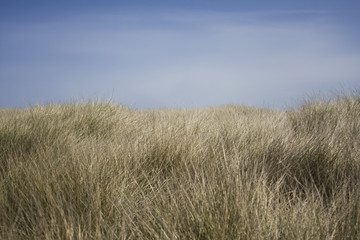 Obraz premium Herbes marines