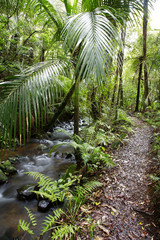 Obraz premium Tropical forest