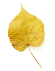 leaf 10