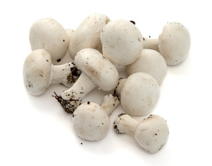 mushrooms 5