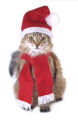 Siberian Christmas cat
