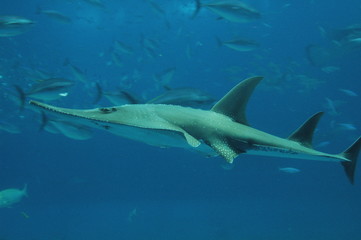 Fototapeta premium Guitarray shark
