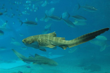Fototapeta premium Leopard Shark