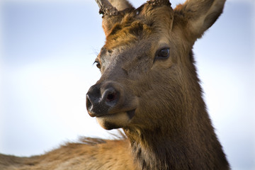 Young Male Elk Very Close Up National Bison Range Charlo Montana