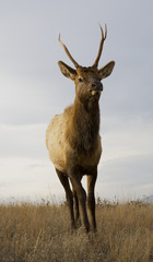 Young Male Elk with Horns Standing Close Up National Bison Range