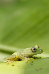 Hyla granosa frog from ecuador