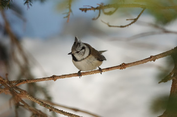 Mésange huppée (Lophophanes cristatus)
