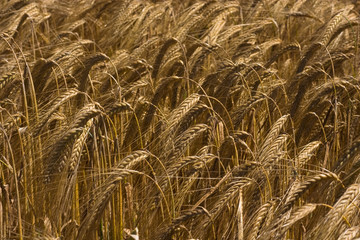 Yellow grain ready for harvest growing in a farm field