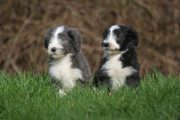 deux chiots bearded collie assis dans l'herbe