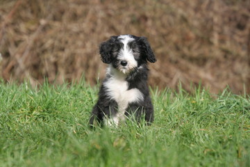 Fototapeta premium un jeune bearded collie assis a l'attente de son maitre
