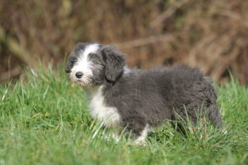 Fototapeta premium la ballade tranquille d'un jeune bearded collie