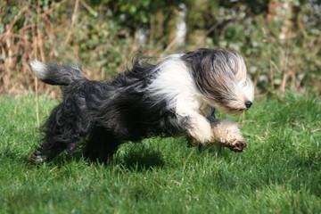 le bearded collie en train de courrir et sauter dans le jardin