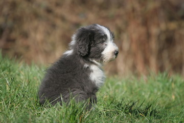 chiot bearded collie assis qui attend que ça se passe