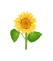 Sunflower Series on White Background 9