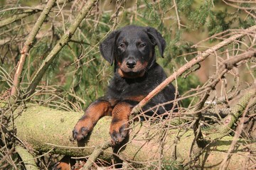 le regard observateur d'un chiot beauceron