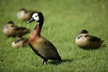 White faced Whistling duck from Madagascar