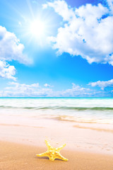 Just a castaway sea star