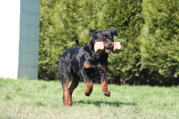 Rottweiler rapporteur