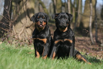 Deux Rottweiler sagements assis en lisière de forêt