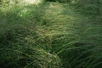 Wet grass background