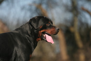 Rottweiler en portrait de profil