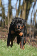 Rottweiler