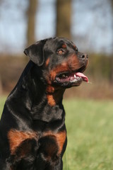 Obraz premium Portrait du Rottweiler