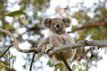 Little Koala