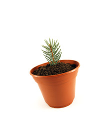 christmas tree plant in the pot