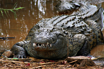 Krokodil Madagaskar 01