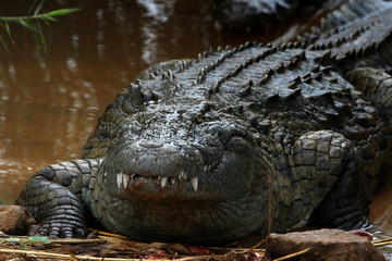 Krokodil Madagaskar 02