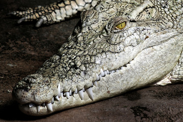 Weisses Krokodil