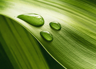 Plant leaf