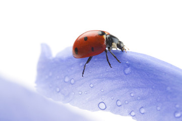 flower petal with ladybug