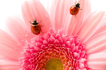 Poster bloemblaadje met lieveheersbeestje © mashe