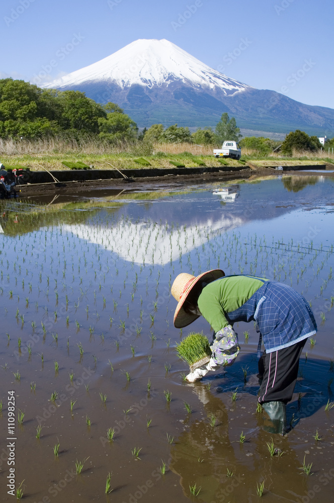 Wall mural Planting Rice