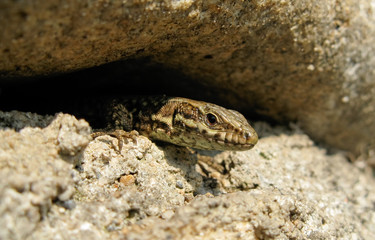 Lézard des murailles