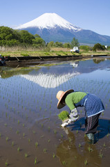 Planting Rice