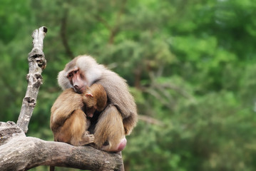 Baboon