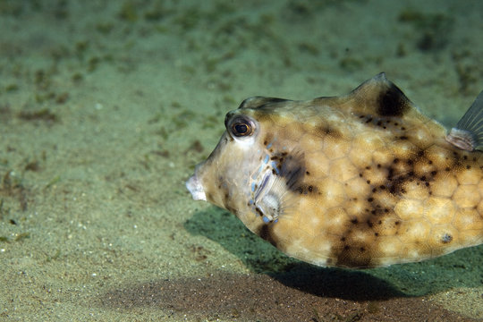 Thornback Boxfish