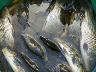 Fish