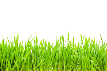 Fototapeta premium green grass