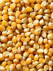 Dried macro corn seeds in orange color