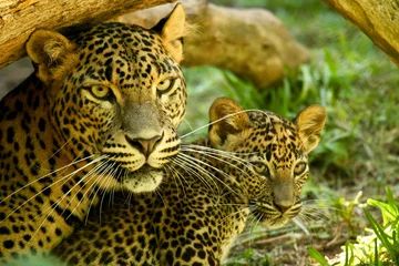 Foto auf Acrylglas Leoparden © epalacas