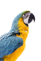 Blue-and-yellow Macaw