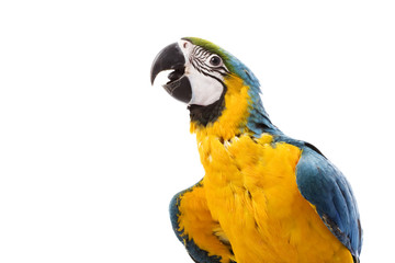 Blue-and-yellow Macaw