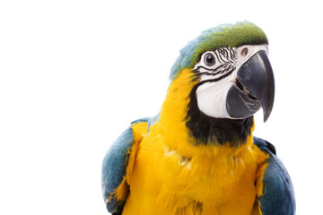 Blue-and-yellow Macaw