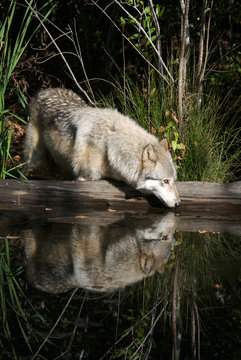 Gray Wolf Portrait in Natural Habitat